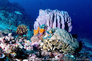 Barrel Coral at Sombrero Peak/Photographed with Tokina 10... by Laurie Slawson 
